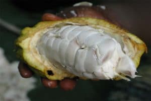 cacao prijs