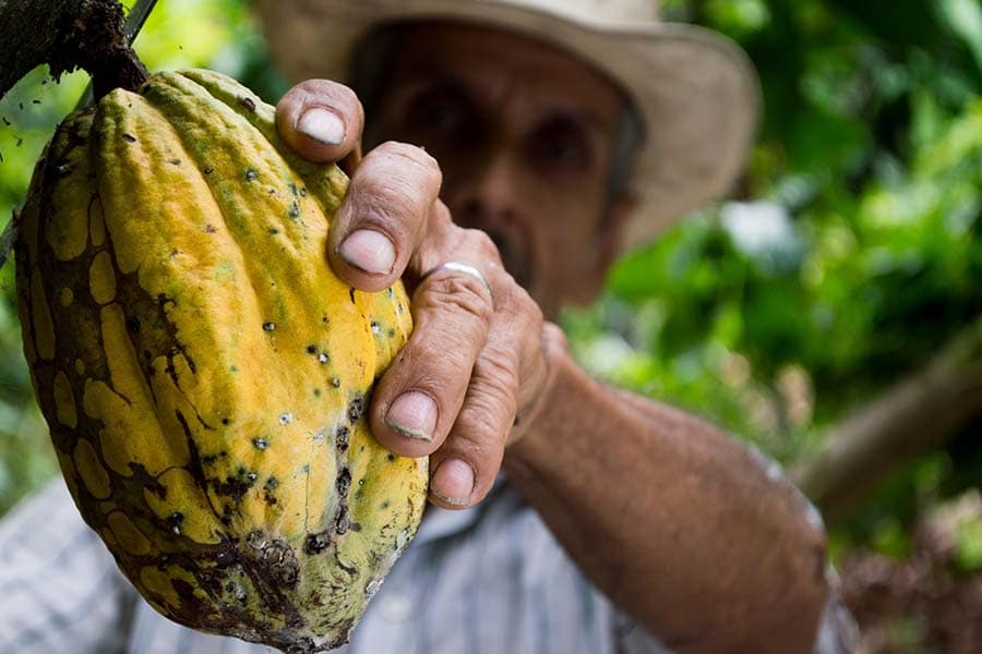 cacao prijs