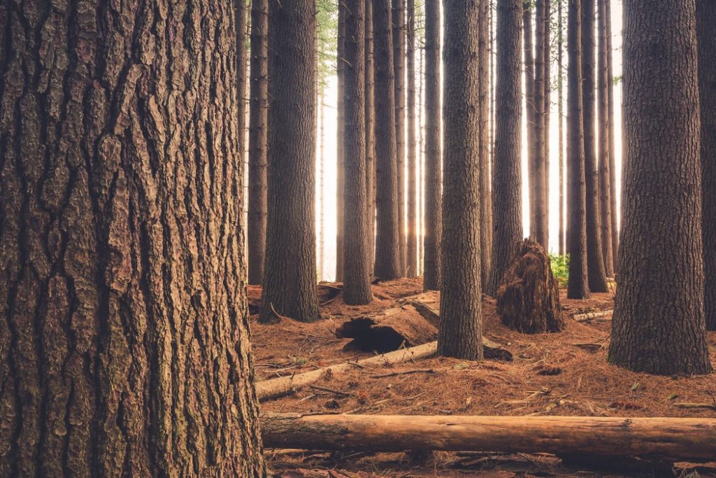 bomen klaar voor de kap.