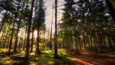 grondstoffentransitie